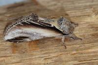 Pheosia tremula
