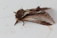Pheosia gnoma