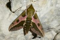 Hyles euphorbiae