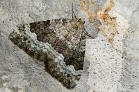 Colostygia aptata
