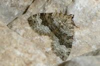 Colostygia aptata
