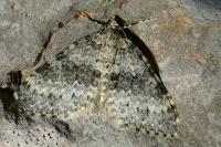 Entephria caesiata