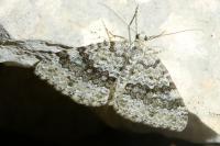 Entephria caesiata