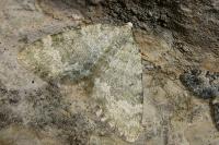 Colostygia aqueata aqueata