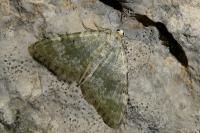 Colostygia aqueata aqueata