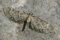 Eupithecia dissertata