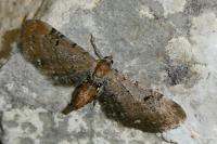 Eupithecia absinthiata