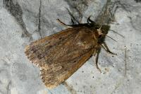 Amphipyra tragopoginis