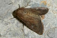 Apamea lateritia