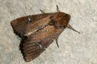 Apamea lateritia