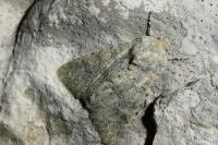 Apamea platinea