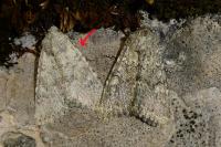 Apamea platinea