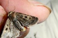 Chersotis ocellina ocellina