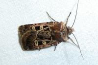 Chersotis ocellina ocellina