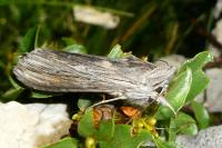 Cucullia lucifuga