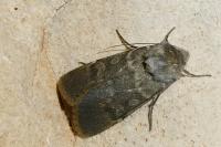 Rhyacia helvetina helvetina