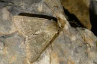 Rhyacia helvetina helvetina