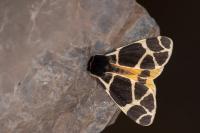 Arctia flavia