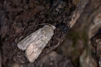 Agrotis simplonia