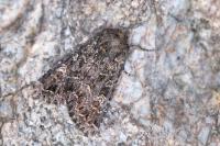 Apamea furva
