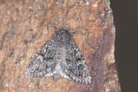 Apamea maillardi