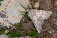 Apamea platinea