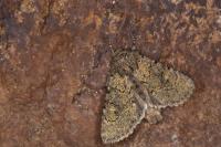 Apamea zeta