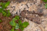 Ceramica pisi