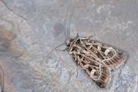 Chersotis anatolica