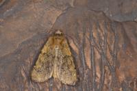 Euxoa culminicola
