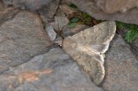 Euxoa decora simulatrix
