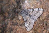 Gynaephora fascelina