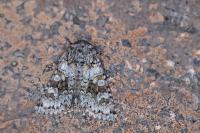 Hecatera bicolorata
