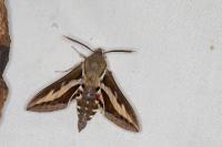 Hyles gallii
