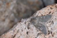 Rhyacia helvetina helvetina
