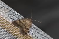 Standfussiana lucernea cataleuca