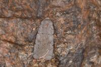 Xestia ashworthii candelarum
