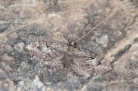 Eupithecia pusillata