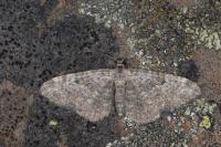 Eupithecia impurata