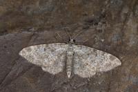 Eupithecia impurata
