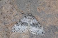 Entephria cyanata cyanata