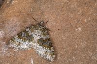 Entephria flavicinctata flavicinctata
