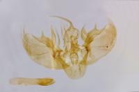 Entephria nobiliaria