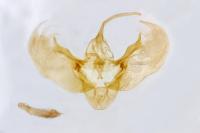 Entephria caesiata