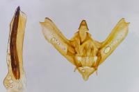 Charissa glaucinaria