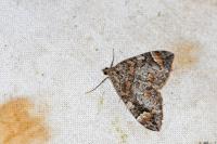 Dysstroma citrata/truncata