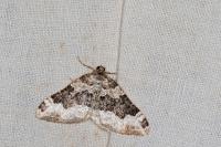 Epirrhoe galiata