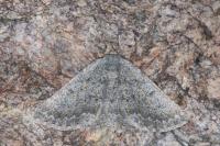 Gnophos obfuscata