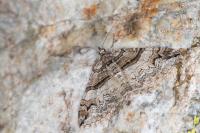Pareulype berberata berberata