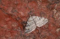Perizoma minorata